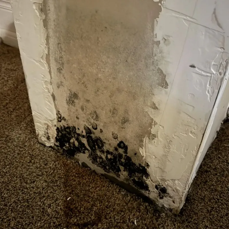 Professional Mold Removal in Vernon, TX